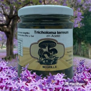 Tricholoma terreum (NEGRILLA)