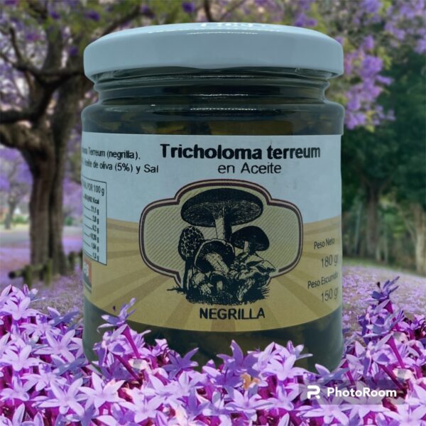 Tricholoma terreum (NEGRILLA)